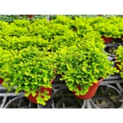 卷柏 3吋盆 蕨類植物 ～室內植物 / 空氣淨化蕨類植物