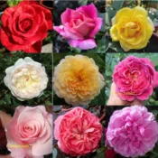 花花世界-玫瑰專區-*不挑品種玫瑰苗無標品，每組10盆+加贈本園專用保養組 特價799元(夏季苗株易有黑點，介意者勿下單