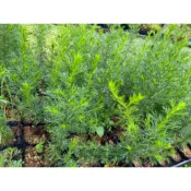 茵陳蒿（ 藥用植物 ）