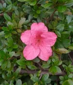 杜鵑花壓縮檔