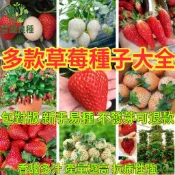 台灣四季草莓種子 家用盆栽 陽台果園 自種水果 新手易種 可食用 觀賞盆栽 種子小舖