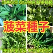 🔥菠菜種子🍓四季播種新手易種 大葉菠菜種子 小葉菠菜種子 陽臺盆栽蔬菜種子青菜耐熱耐寒