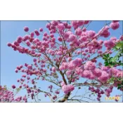 紅花風鈴木（4吋盆），高40_45公分，徑粗。花漂亮