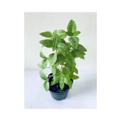 (店+)九層塔苗 2.5寸盆 大葉九層塔苗 紅骨、白骨九層塔 佐料調味蔬菜 鹽酥雞的好伴侶 羅勒 打拋葉