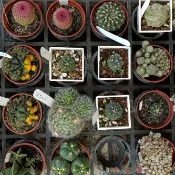 3吋盆多肉植物(哨兵 沙漠玫瑰  兔耳...)｜ 隨機出貨｜