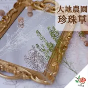 (店+)日本 大地農園 永生珍珠草 珍珠草 極度花燥 花材 葉材 永生花 乾燥花 不凋花 真珠草 小團扇 畢業季 畢業 七夕