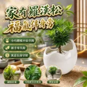 【辦公桌療癒植栽】金鑽羅漢松盆栽 羅漢松植株 四季常青 好養綠植  開運吉祥 辦公室茶桌擺飾 室內桌面小盆景 送禮推薦