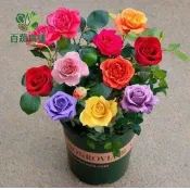 玫瑰種子 庭院玫瑰花苗 四季開花植物 觀賞盆栽 香氛花卉 切花材料 園藝造景 陽台庭院皆宜 花色多樣 贈禮盆栽 花卉種子