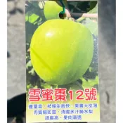 雪蜜棗12號 大果蜜棗 嫁接苗 雪天王棗 雪蜜棗 樹苗 盆栽 12號 蜜棗 蘋果蜜棗 天王 帝王棗 春雪 一點紅 雪天后