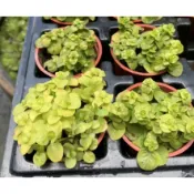 慶平花坊-[黃金錢草苗]挺水性水草-2吋盆/葉片對生顏色偏黃色