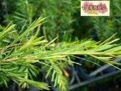 ╭＊田尾玫瑰園＊╯庭園用樹(澳洲茶樹)--製成的茶樹精油是熱門商品