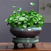 🌱🌱【銅錢草種子】 高發芽招財水培植物辦公室桌面盆栽金錢草花卉室內水養綠植吸甲醛大葉植物 種子 花卉種子