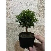 達摩細葉 七里香（棒棒糖）｜四方盆～小品盆栽⋯