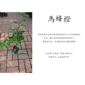 心栽花坊-馬蜂橙/嫁接苗/檸檬/4吋/水果苗/特價350
