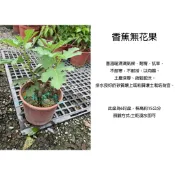 心栽花坊-香蕉無花果/6吋/無花果/水果苗/特價200