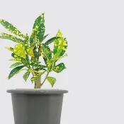 │ 窯瓷系列 │ 灑金變葉木 - 莫蘭迪 瓷器 水耕盆栽 室內植物