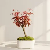 出猩猩楓盆栽｜紅葉日式盆栽｜陽台景觀盆栽｜白瓷盆景｜療癒系盆景｜Ohayo Bonsai【葉色現況已轉綠，請先聊聊詢問】