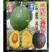 甜酪梨 黑皮紅心圓 嫁接苗 酪梨苗 樹苗 盆栽 紅心圓 酪梨 果樹苗 皇家一號 黑美人 黑金晚 秋可 厚兒 哈斯 紅甘