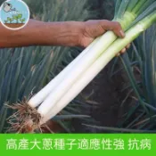 大蔥種子 四季青蔥種子 日蔥九條蔥種子 火蔥北蔥紅蔥頭 耐熱耐寒易種植 家庭陽台菜園盆栽 可連續採收