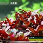 【AC草影】大紅葉（水上葉） 【十株】陰性水草 陰性草 中景草 Ludwigia perennis 陽性水草 水生植物