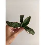 埃及豔后一珠/無盆土寄