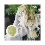 (店+)台灣出貨 岩棉買50送公仔 現貨 水耕 育苗塊 現代農業水培種植 瓜果種植 岩綿 扦插 播種 育苗 葉敷