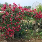 ✔💯【木香花種子】七里香花卉種子 爬藤植物 木薔薇花卉 耐寒驅蚊爬藤高手黃木香種子 庭院爬藤綠植 濃香花