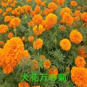 現貨 特價 快速發貨萬壽菊花種籽除蟲菊驅蚊四季易活盆栽植物花卉庭院室外波斯菊花子hxmm