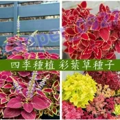 新采摘🌱【彩葉草種子】 適合新手易活種籽 春播種植觀葉植物 五彩蘇陽台庭院花鏡盆栽景觀綠化