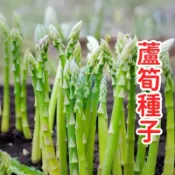 💥台灣發貨💥【蘆筍種子】可食用 家用陽台盆栽 庭院地栽 多年生蔬菜 綠色有機 自己種 從種子開始 體驗種植樂趣 好種易活