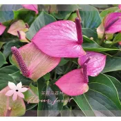芙菈朵森林 小藍莓火鶴花 卡巴麗火鶴 5吋盆 觀花植物 室內植物 季節花卉