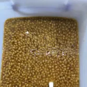 黃豆醬 白蔭鼓 白豆瓣1斤=600克90元