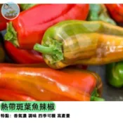 🔥【斑葉新品種】熱帶斑葉魚辣椒種子 葉紋超吸睛 可食用觀賞辣椒 陽台盆栽易種 果實如魚形 一盆雙享受