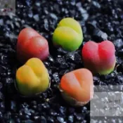 一元一粒矮化日式盆栽新款彩色毛漢尼多肉水蜜桃肉錐屁屁花生石花多肉植物小紅嘴可愛辦公室懶人多肉種子