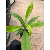 黃金果苗 實生苗 大果黃金果～4寸