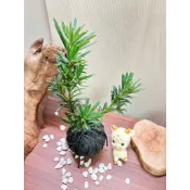 《Kamata🌈》 ☘️雀舌羅漢松 苔球☘️ 小葉羅漢松 常綠小喬木 觀葉植物