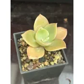 C23 德雷 熊多肉植物6.19