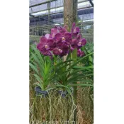 大眾蘭園  萬代蘭Vanda Dr Anek x Vanda Mimipalmer