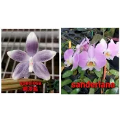 蝴蝶蘭實生苗小盆栽：P.speciosa”網淡藍” x P.sanderiana