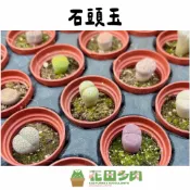 《花田多肉》🌵【石頭玉】1吋盆 多肉植物/多肉/生石花/組盆/園藝/盆栽/番杏/戶外植物/熊童子/桃蛋