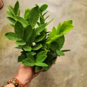 億時代園藝+金錢樹 5吋盆