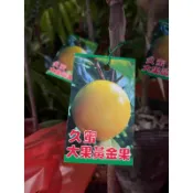 久蜜黃金果/大果黃金果/永吉種苗園