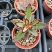 *星雨花園*  多肉植物 兔耳系列 2吋盆 黑金兔