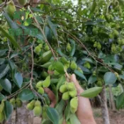 沉香樹種子 風樹籽 瓊脂種子 香木樹種 藥用植物 庭院樹木 觀賞喬木 芳香植物 珍貴樹種 園藝栽培 盆栽樹木 多年生喬木