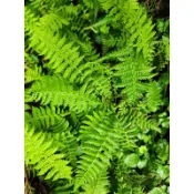 苔鑽🍀 縮羽金星蕨  1株（約3～4根）/蕨類植物/蕨類小品/觀葉植物/迷你盆栽