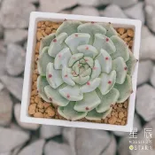 【星辰多肉】桃太郎*野玫瑰之精  三吋 穩根連盆寄送。多肉植物，療癒，觀葉，多肉。（寄送會掉葉，可接受再下單）
