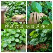 新采摘 買一送一【銅錢草種子】金錢草種子 魚缸造景 淨化空氣 銅錢草種子 水草種子水耕土耕植物種子  招財旺宅 超好養植