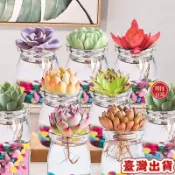 ⚡臺灣出貨24H⚡水培多肉室內植物盆栽水培植物玻璃瓶多肉植物組合花卉布丁杯HOISAPP【免運】