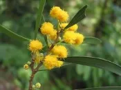 ╭＊田尾玫瑰園＊╯造林樹種-(台灣相思樹)-是綠化荒山、保護水土的良好樹種