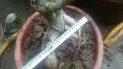 老盆養造型漂亮虎斑榕高度約55公分 便宜賣優惠郵局免運費需先付款